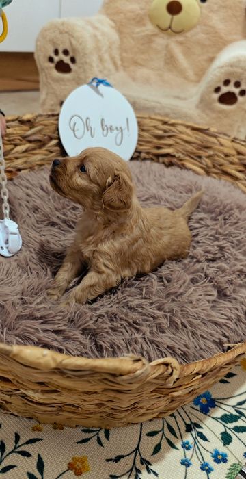 REZERWACJA**Cockapoo** uroczy piesek !