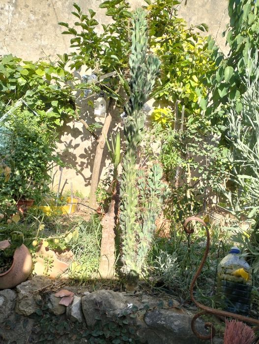 "Cacto-Monstro" 3 Metros, cereus repandus f. montruosos