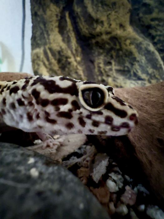 Еубліфар з тераріумом