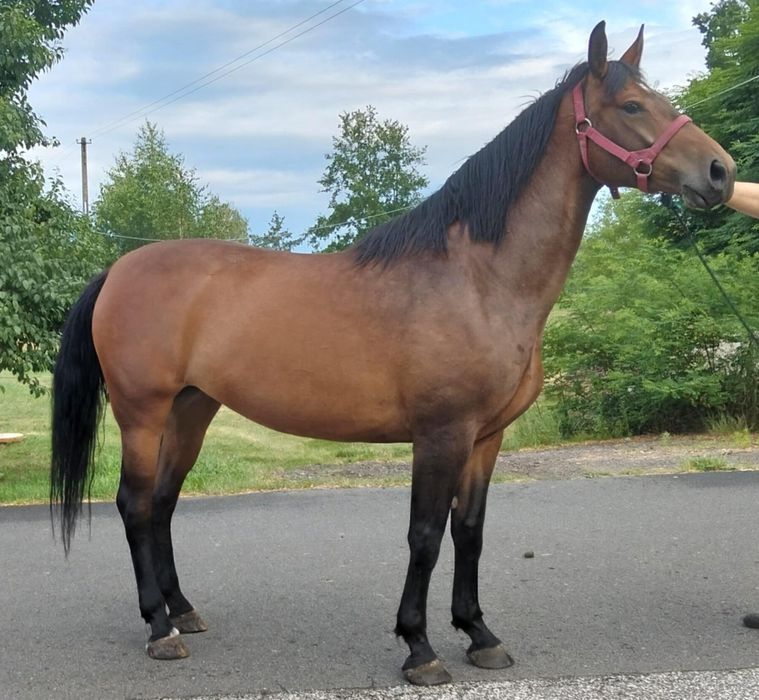 Sprzedam klacz Sp 5 lat