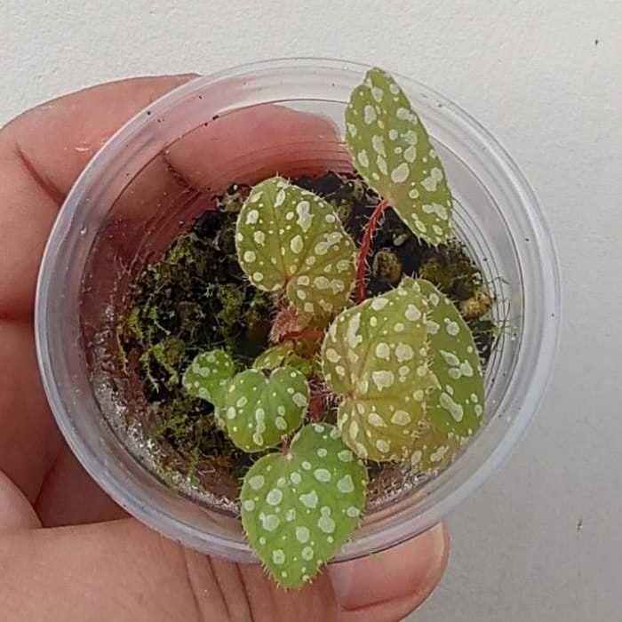 Begonia variabilis, B. malachosticta, B. larvata