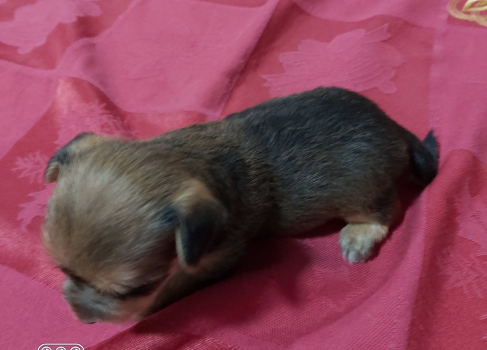 Linda menina Yorkshire terrier