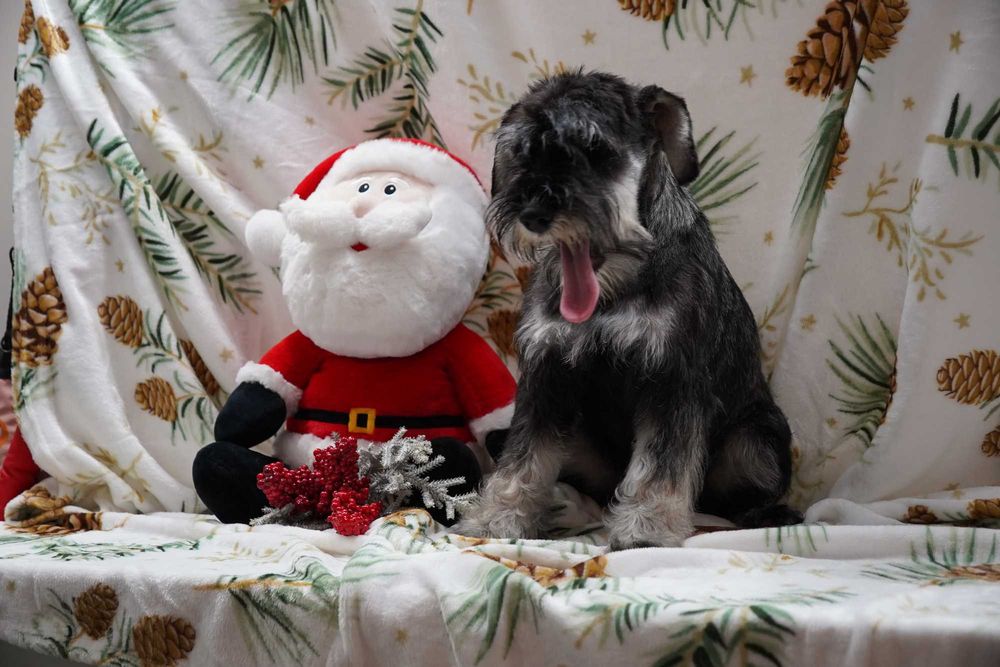 Suczka sznaucer miniaturowy