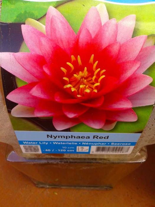 Peixes . Nenúfares várias cores e outras plantas para lago Jardim