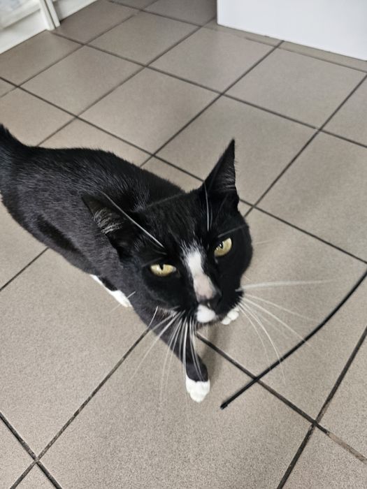 Oddam kota do adopcji piękny kocurek kastrowany Rydułtowy