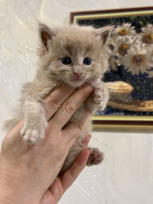кошенята Мейнкун