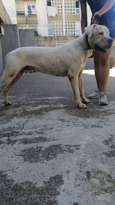 Dog Argentino pedigree e lop
