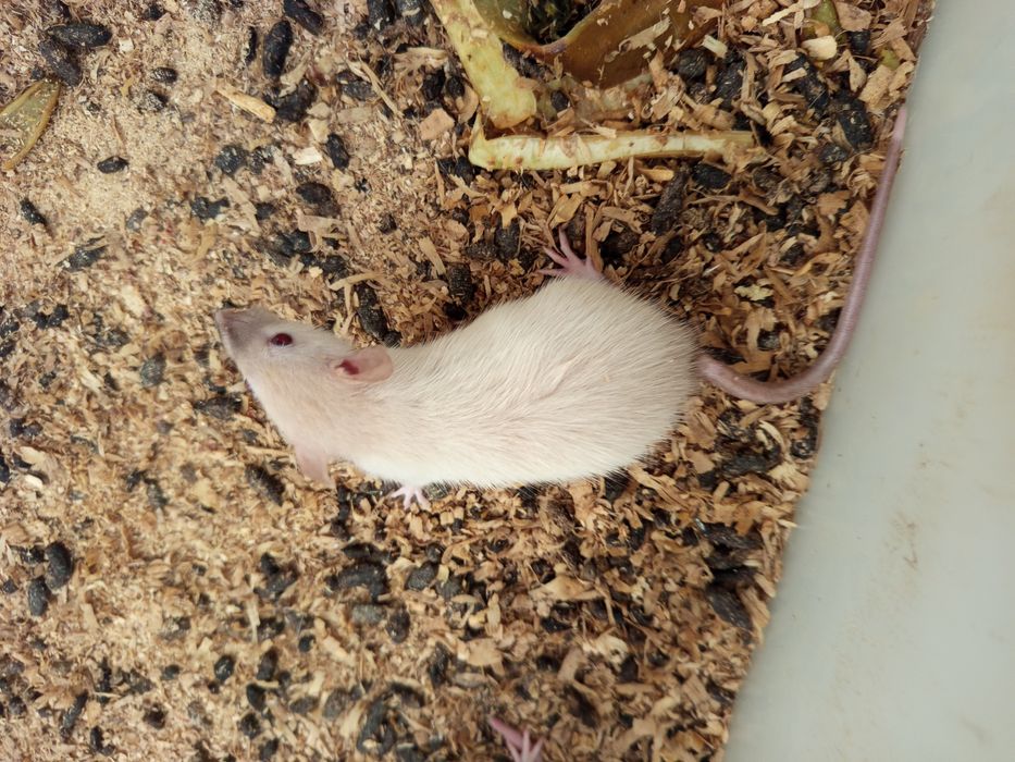 Продам крысы,мыши.