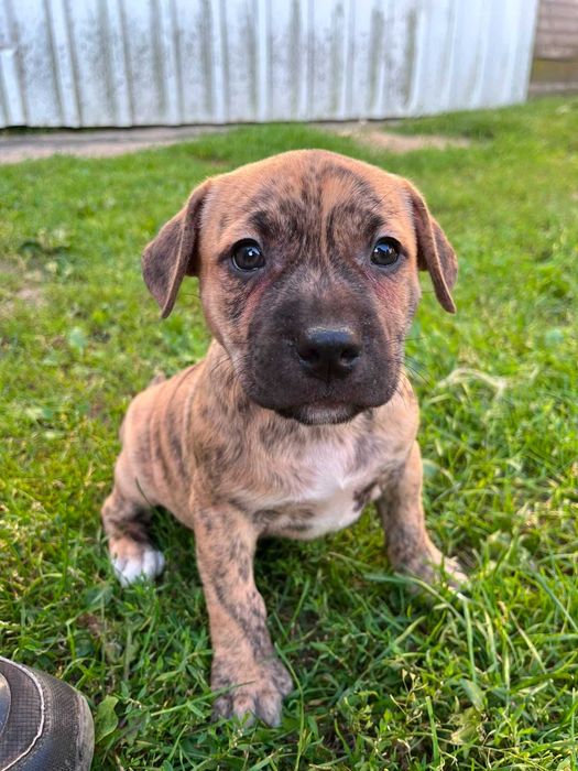 Amstaff piękny samiec pręgowany