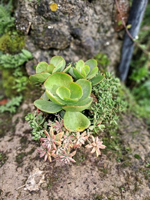 Planta decorativa de baixo consumo de água. Vaso grande (32 cm altura)