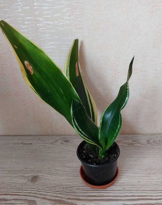 Сансевієрія Блек Голд