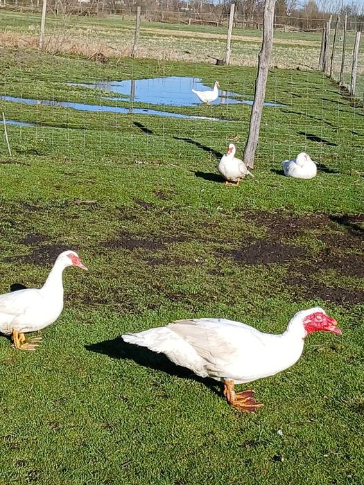 Інкубаційне яйце мускусних качок німецької лінії