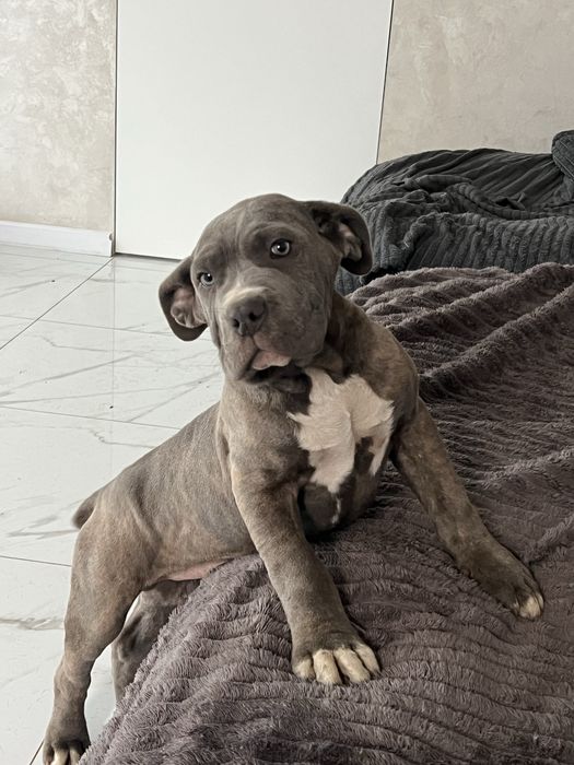 Щінки Кане корсо