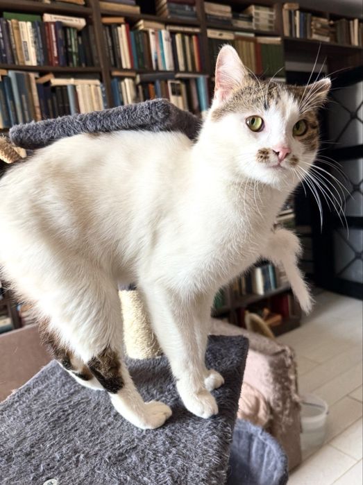 Фунтік. Дуже класний дуже ласкавий котик