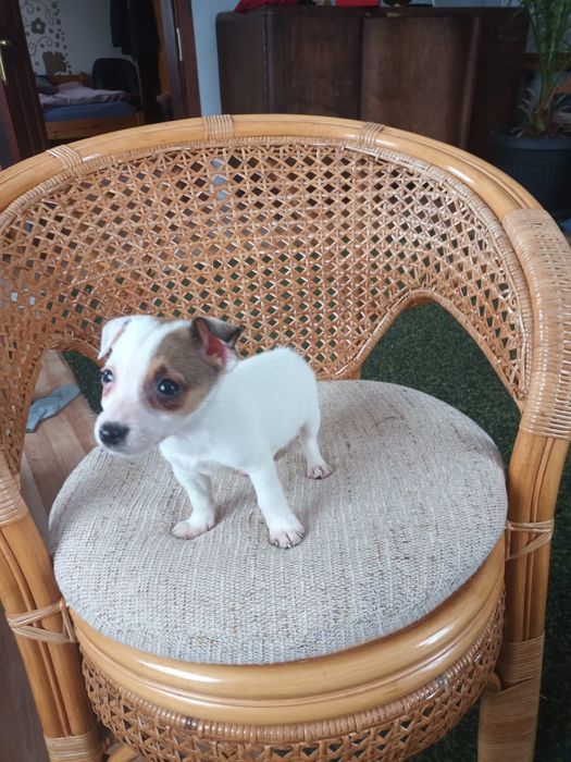 Jack Russell Terrier
