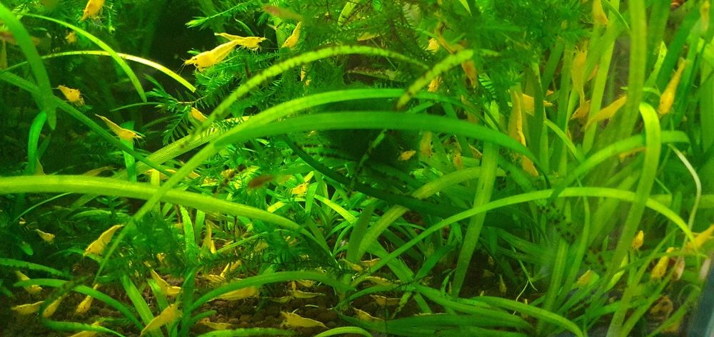 Krewetki yellow z pasem neonowm do akwarium pakiet 50szt