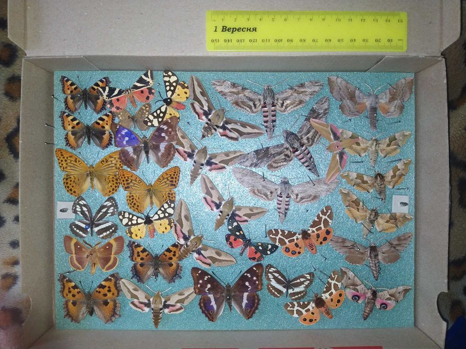 Комахи ентомологічна колекція для студентів та учнів