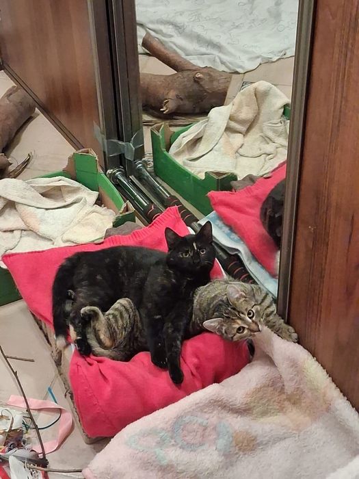 Milenka i Helenka ok 5 miesięczne szukają domu szylkret i bura z rudym