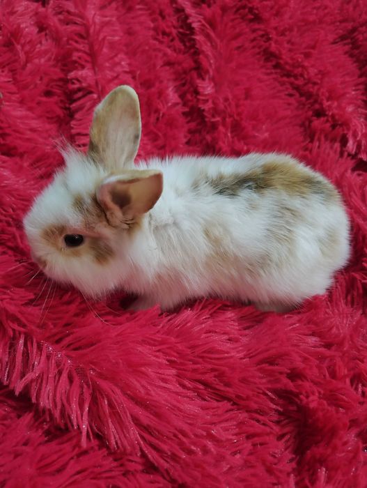Sprzedam królika miniaturke samczyk