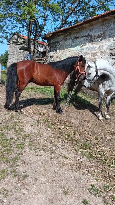 Cavalos garranos