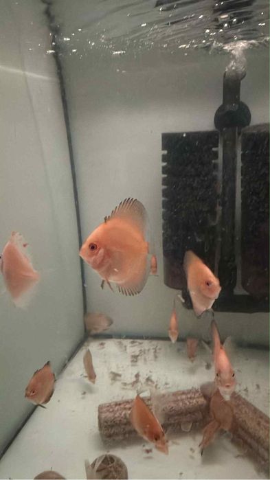 Discus boa genetica Custóias, Leça Do Balio E Guifões • OLX.pt