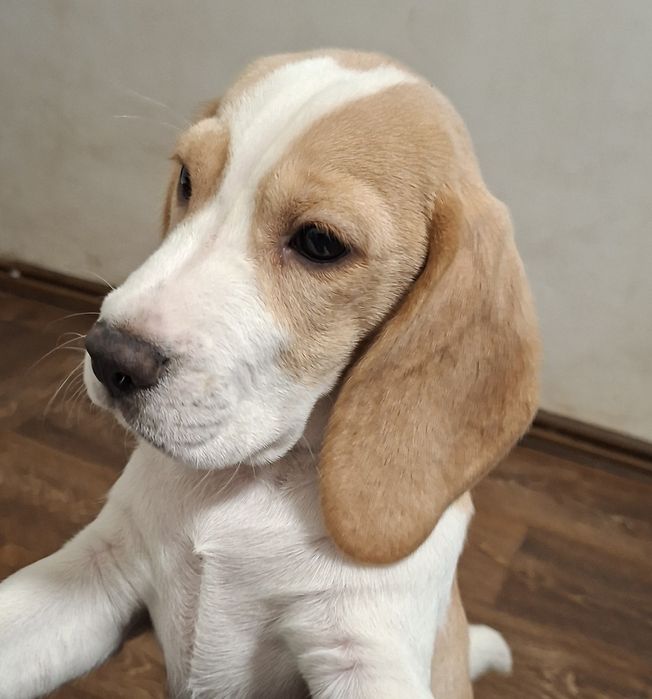 Щенок девочка бигля биколор