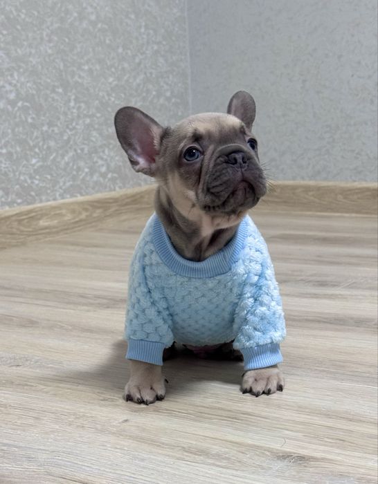 Малята бульдожки , палеві, блакитні, мерле