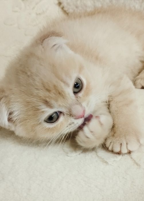 Шотландська скоттіш фолд дівчинка