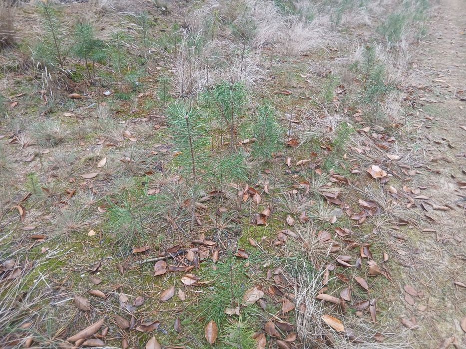 Sadzonki sosny brzozy Akacji