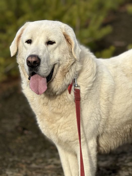 pies w typie owczarek podhalański abaj kaukaz golden retriever
