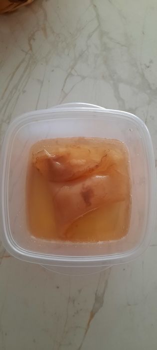 Kombucha, Scooby + Starter