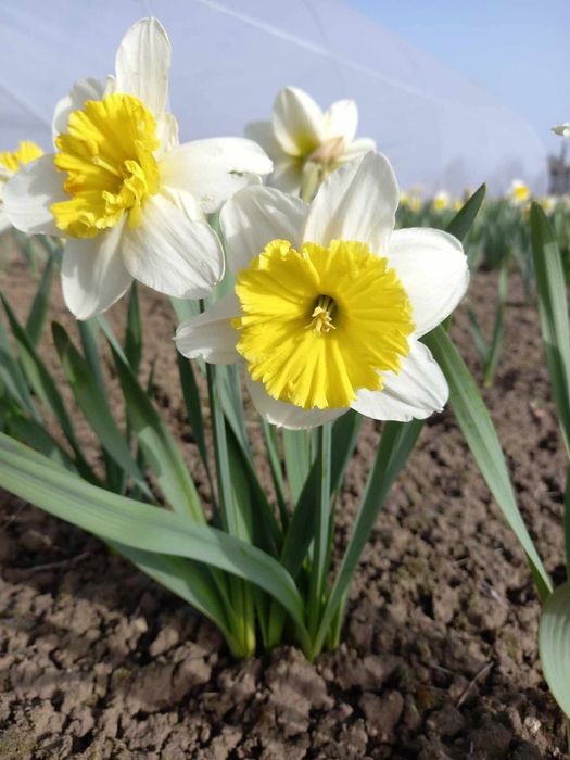 Продам цибулини сортових нарцисів