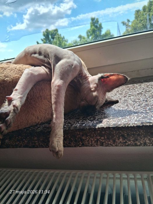 Bardzo towarzyska Gotowa do odbioru Devon rex, kotka Harley, FPL