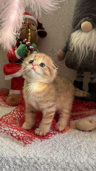 Плюшевые подарки для любимых