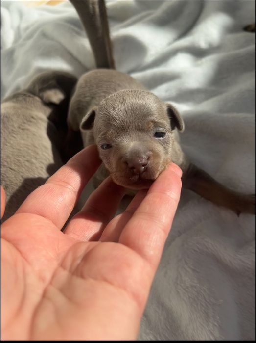 Крихітки Тойченята