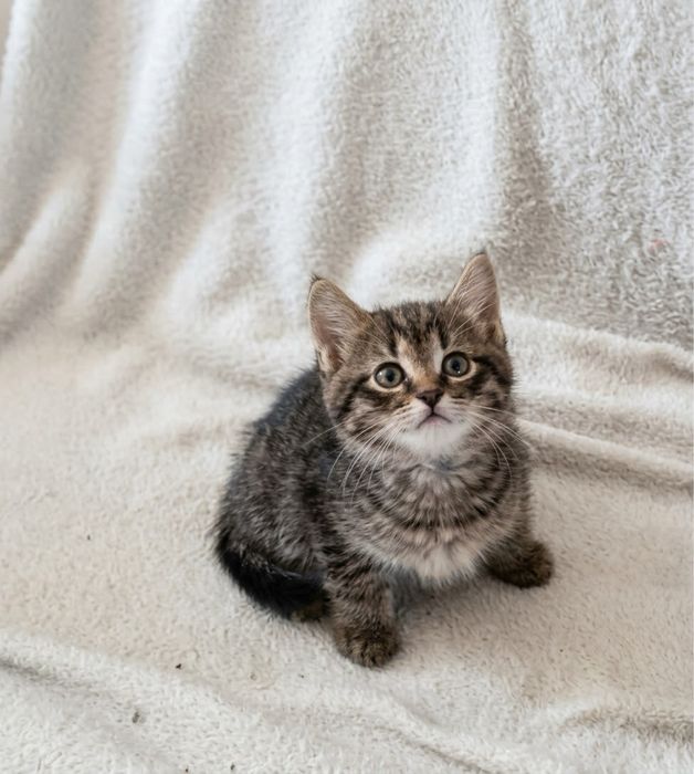 Котик та кішечки