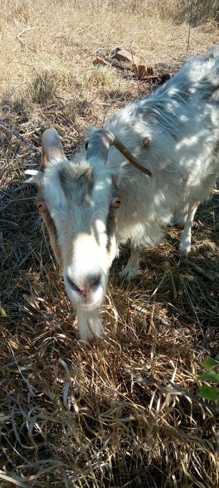 Продам козу, 1000 грн