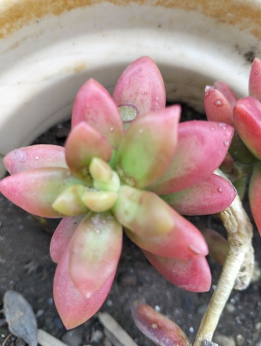 Planta Suculenta "Jelly Bean"
