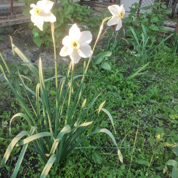 Нарциси 20 грн  шт