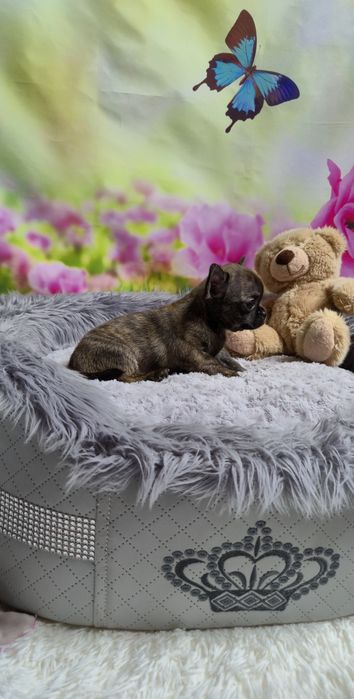 Wyjątkowy chłopczyk Chihuahua – krótkowłosy, pręgowany Brindle