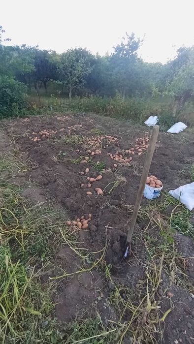 Продам картоплю велику