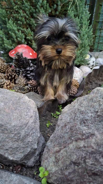 Йоркширский терьер щенки мини