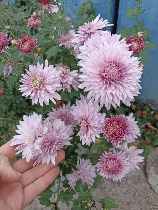 Літні хризантеми