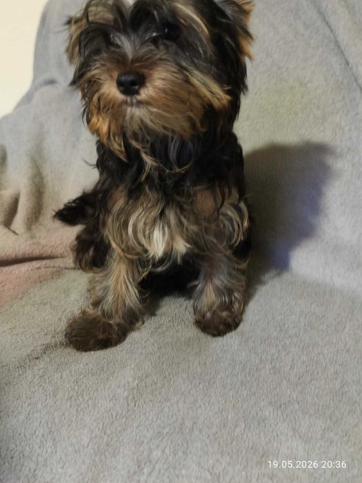 Rozbrykane yorki.