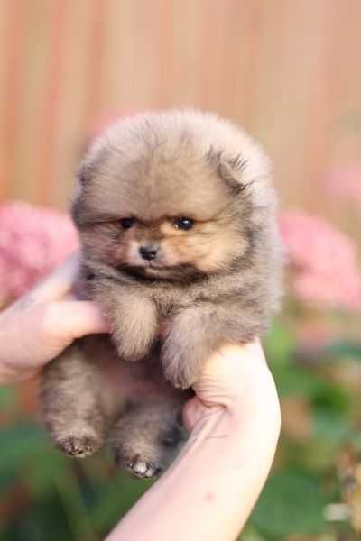 Szpic miniaturowy pomeranian - mały misio !