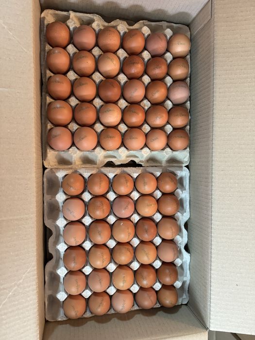 Продам яйцо куриное/перпелиное