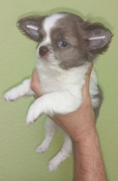 Малюк   чихуахуа
