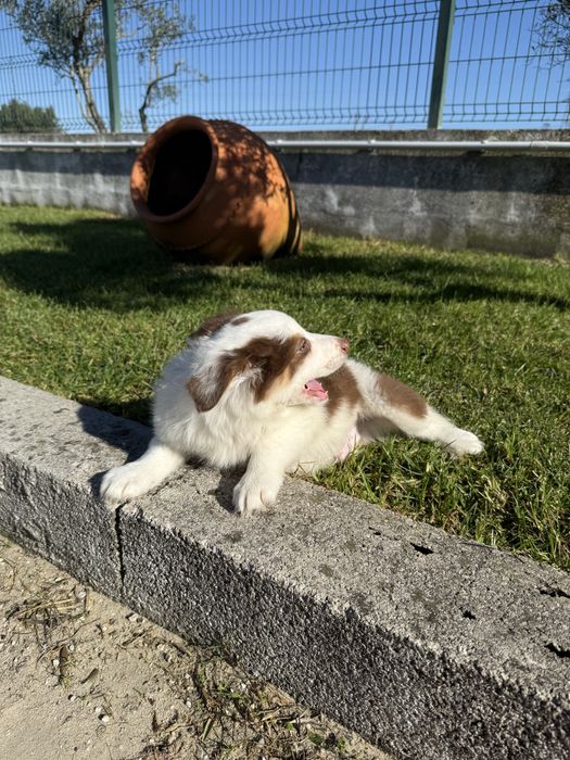 Border collie Macho chocolate PREÇO SÓ ESTA SEMANA