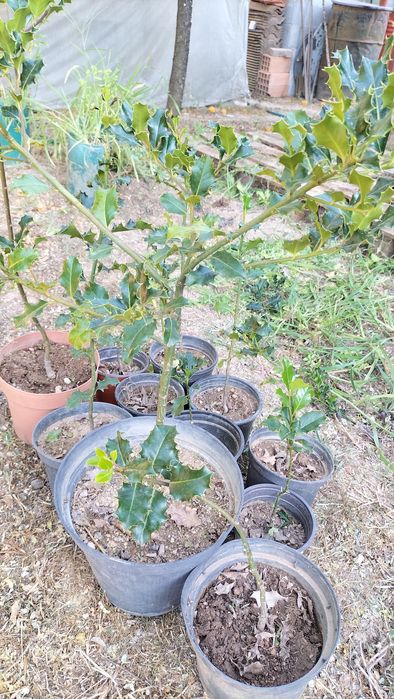 Azevinhos de vários tamanhos