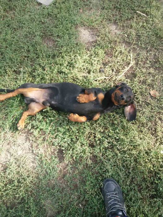 Вихований,підрощений хлопчик такса